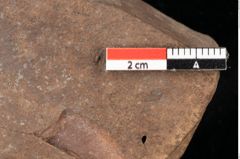 Foto (Detailsansicht) von Quercus palaeoilex Ettingshausen (NHMW-GEO-2024-0188-0862)